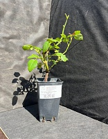 Роза чайно-гибридная Океан Клер 